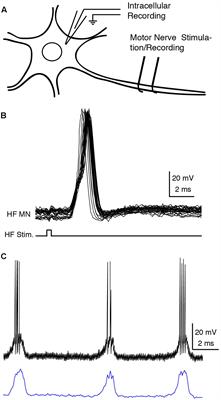 Shared Components of Rhythm Generation for Locomotion and Scratching Exist Prior to Motoneurons